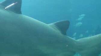 Shark Attack Files S02E06 WEB H264-RBB